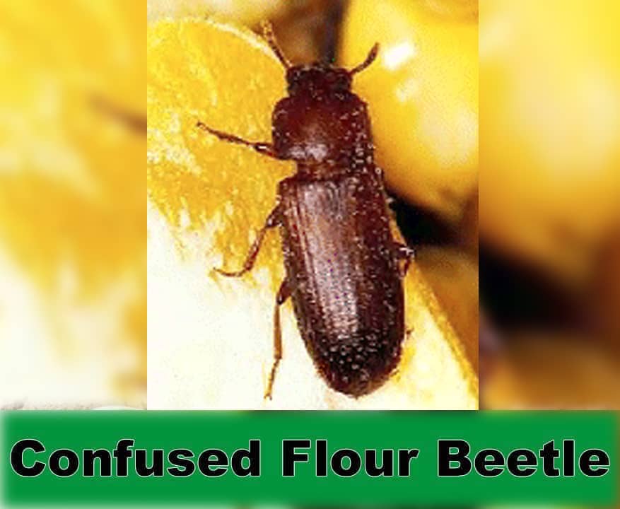 Confused Flour Beetle