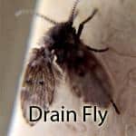 Drain fly