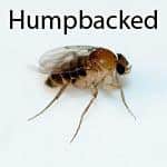 Humpbacked Fly
