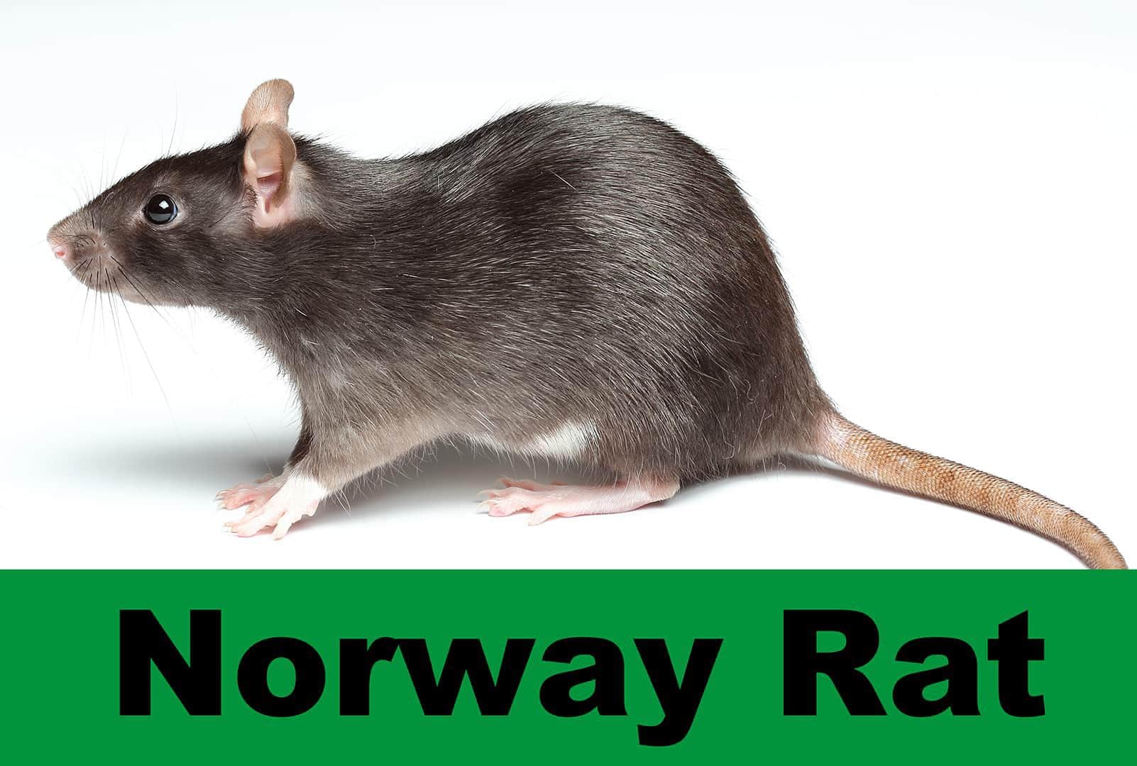 Norway Rat
