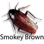 Smokeybrown Cockroach