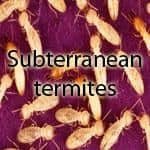Subterranean Termite