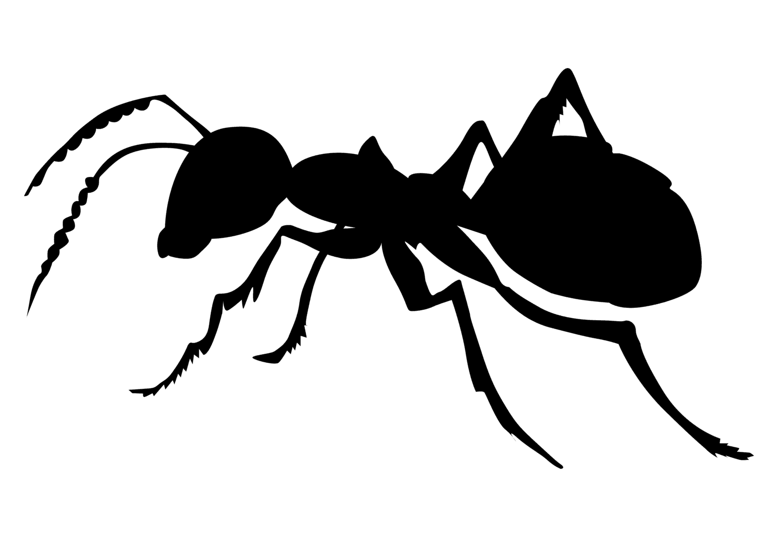 Ant treatment in Massillon, Canton, Stark County